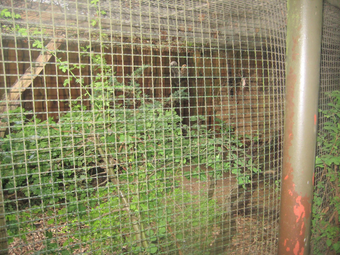 Rostock Zoo - Transformation house - Tawny owl aviary