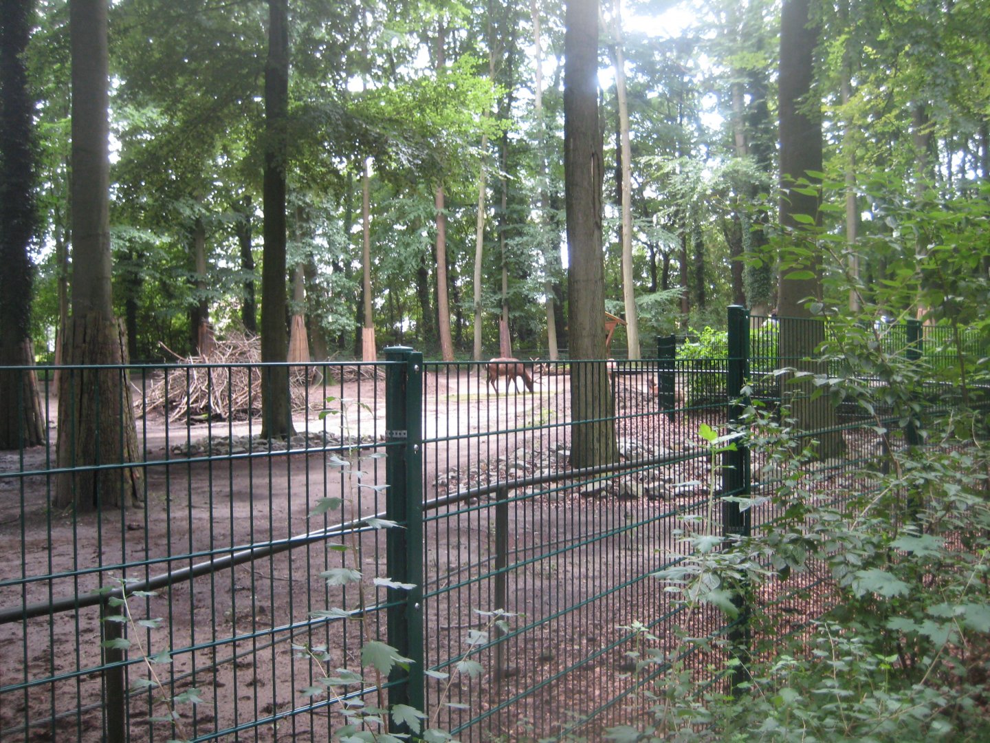 Rostock Zoo - Wapiti exhibit