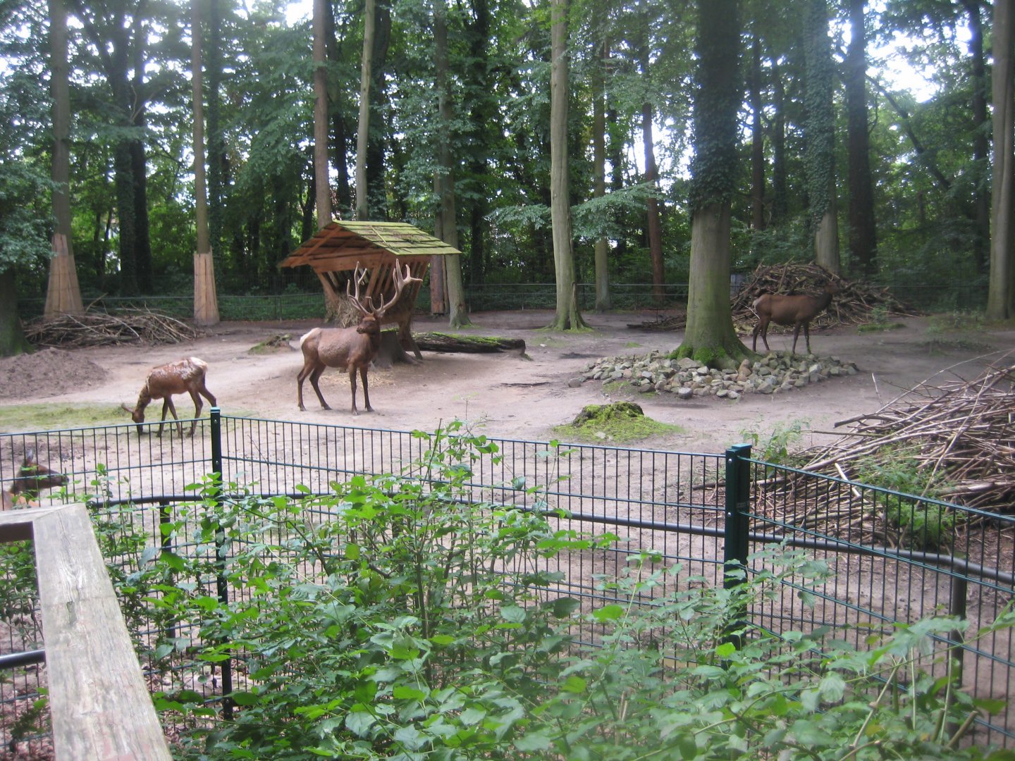 Rostock Zoo - Wapiti exhibit