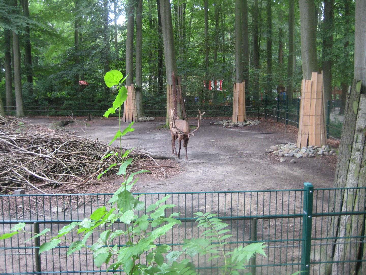 Rostock Zoo - Wapiti exhibit