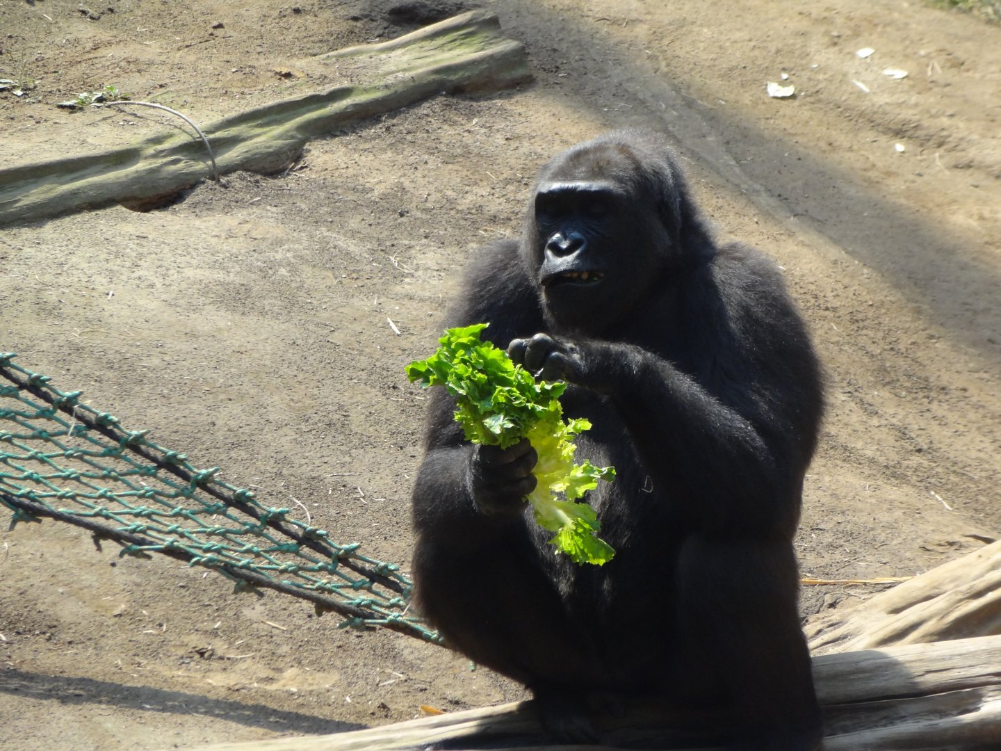 Rostock Zoo - Western Lowland Gorilla
