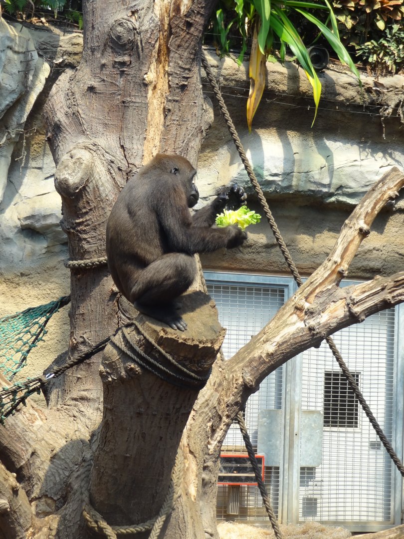 Rostock Zoo - Western Lowland Gorilla