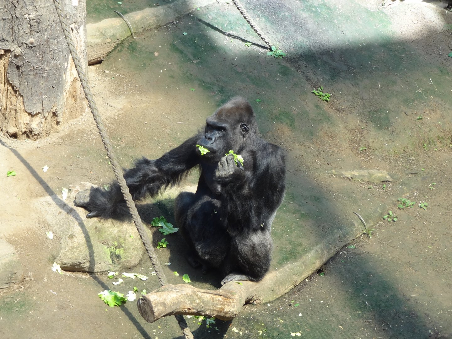 Rostock Zoo - Western Lowland Gorilla