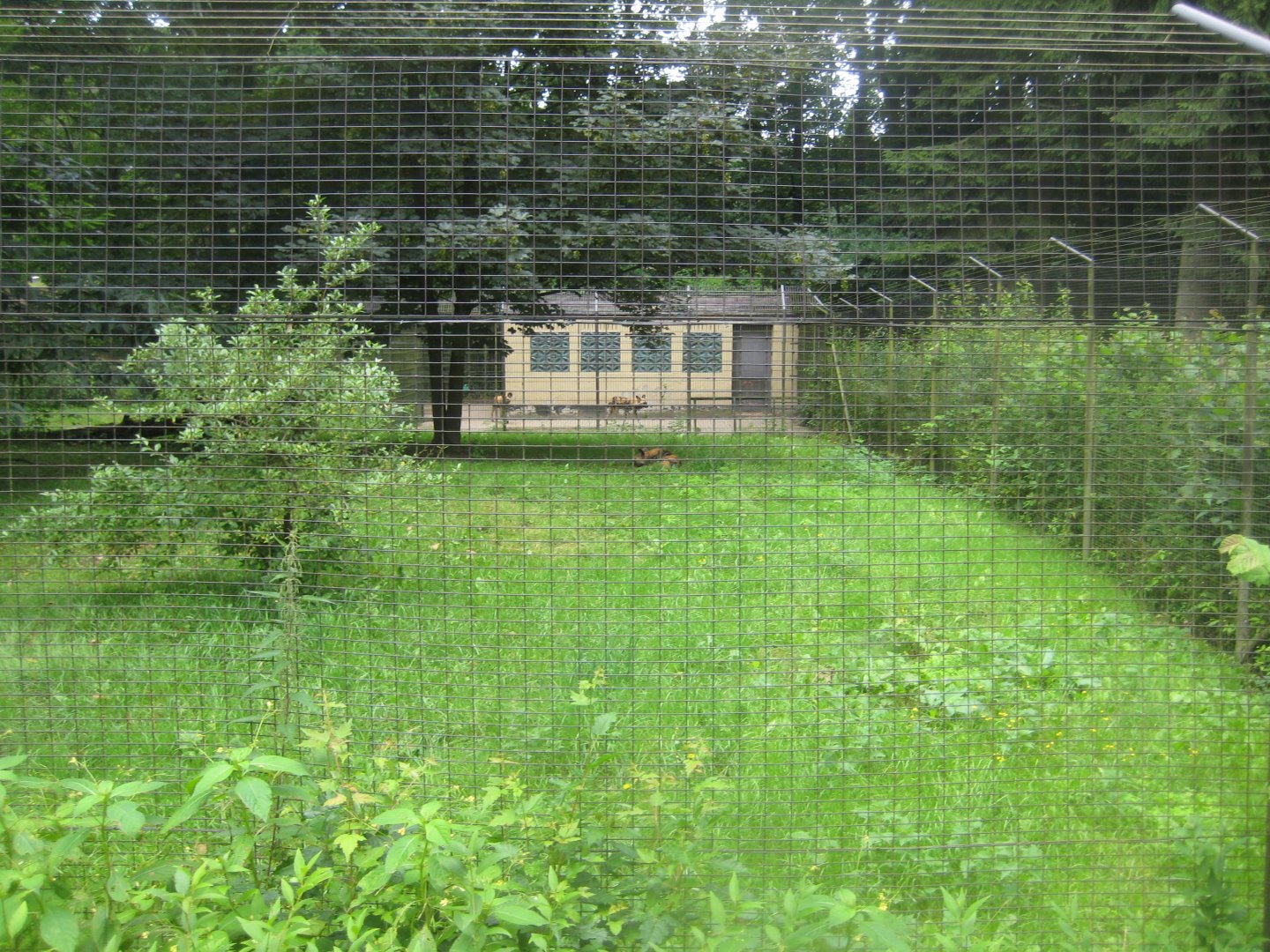 Rostock Zoo - Wild dog exhibit