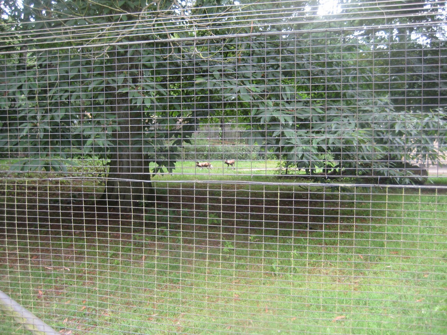 Rostock Zoo - Wild dog exhibit