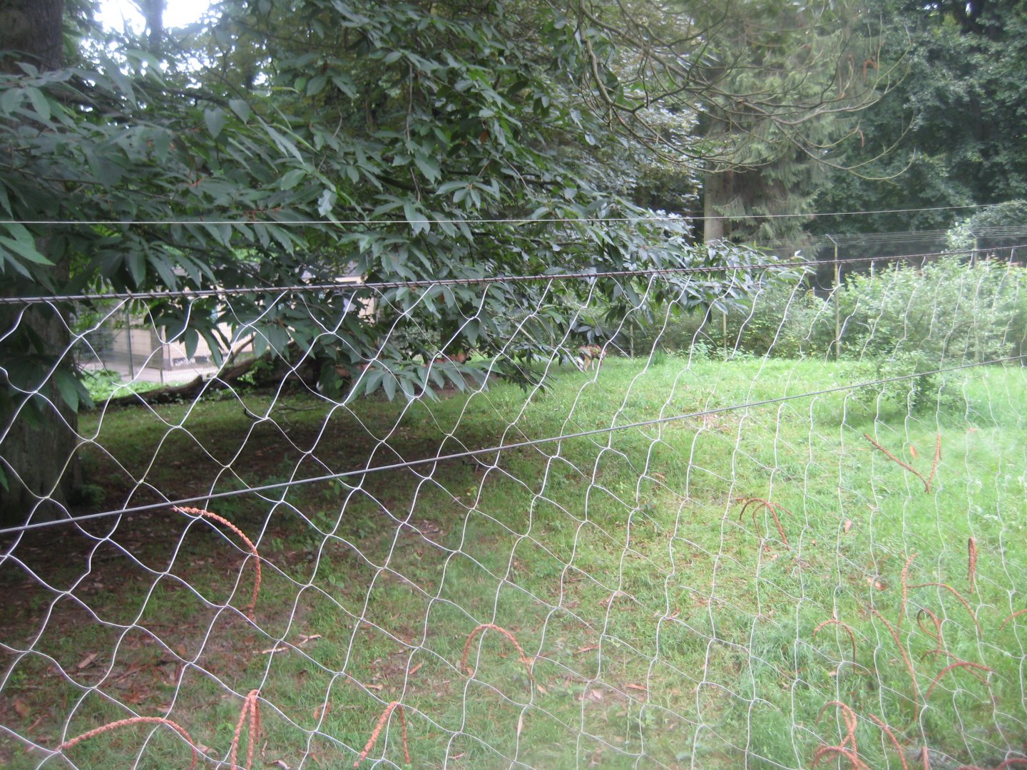 Rostock Zoo - Wild dog exhibit