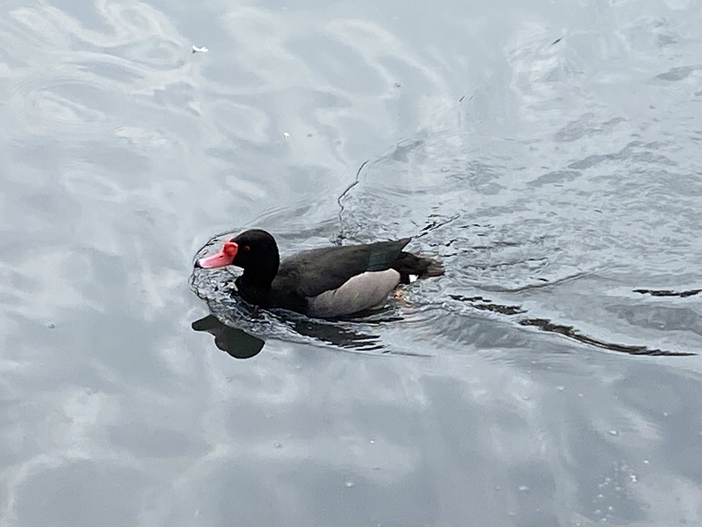 Rosy-billed pochard 290422