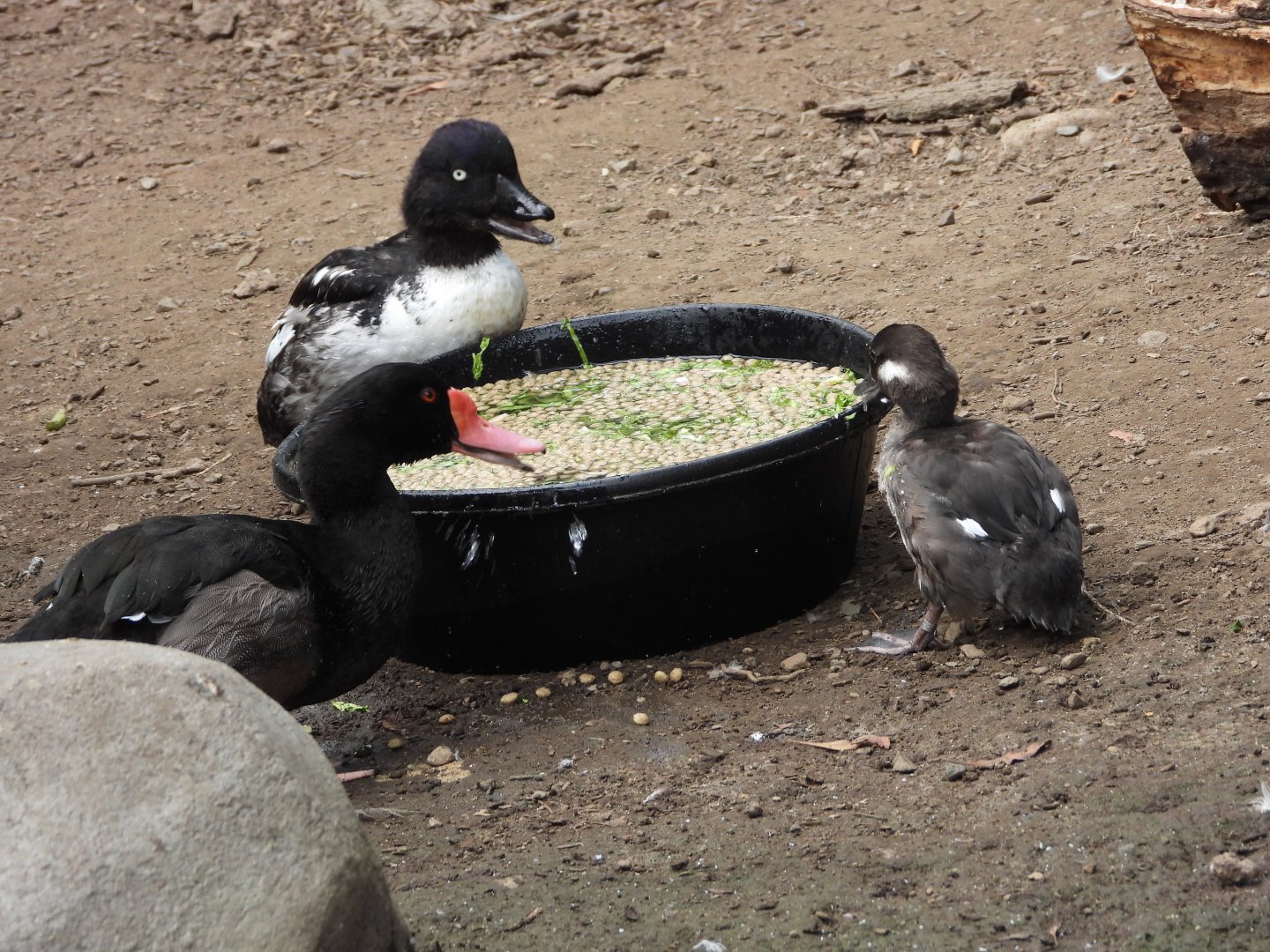 Rosy-billed pochard and Barrow's goldeneyes