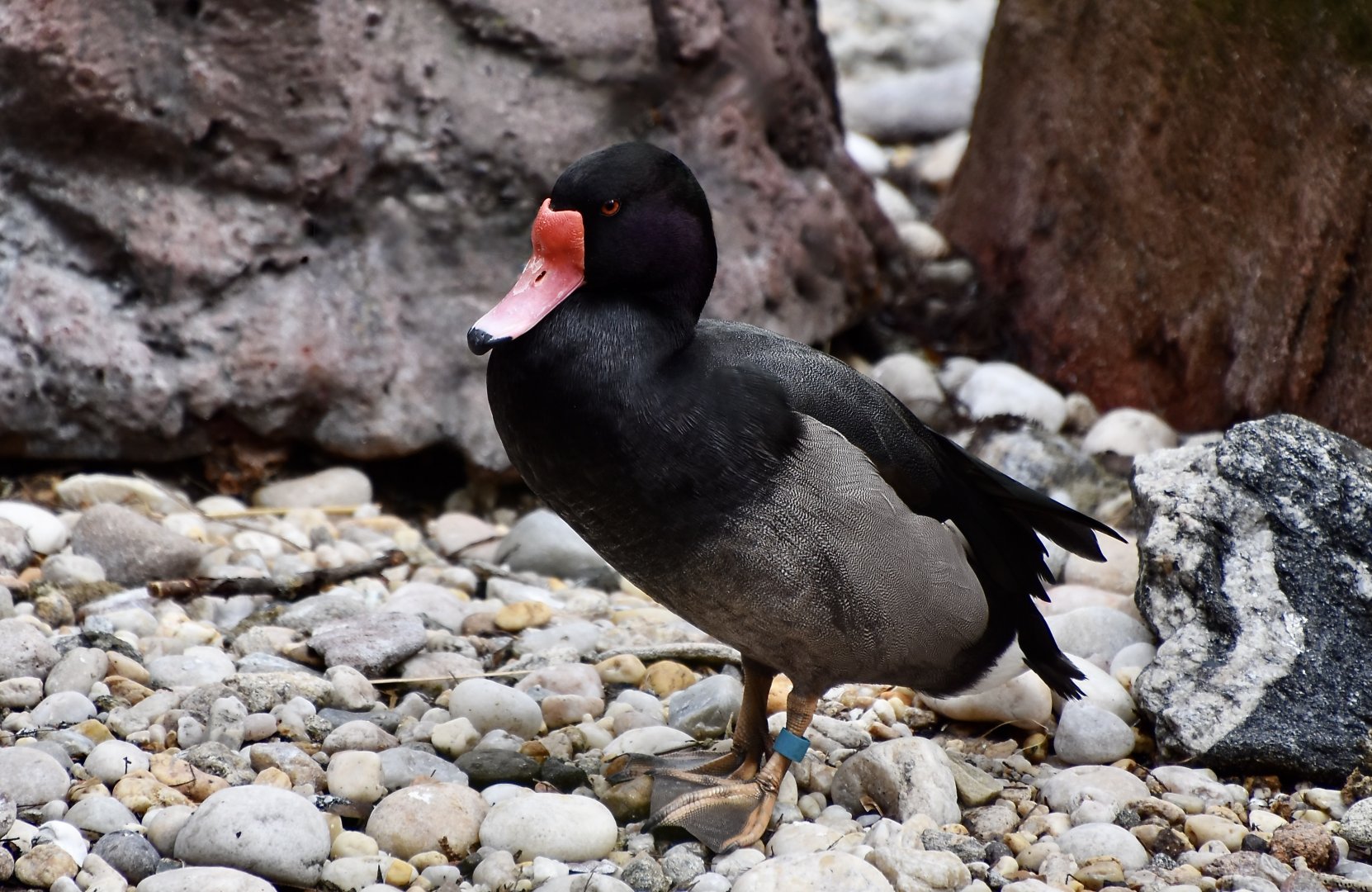 Rosy-Billed Pochard (Netta peposaca) male