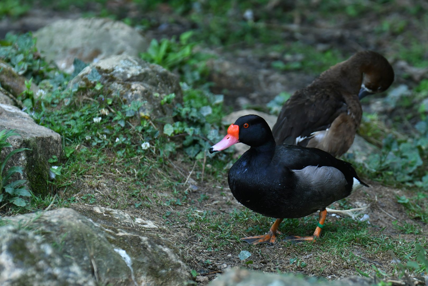 Rosy-billed Pochard Netta peposaca