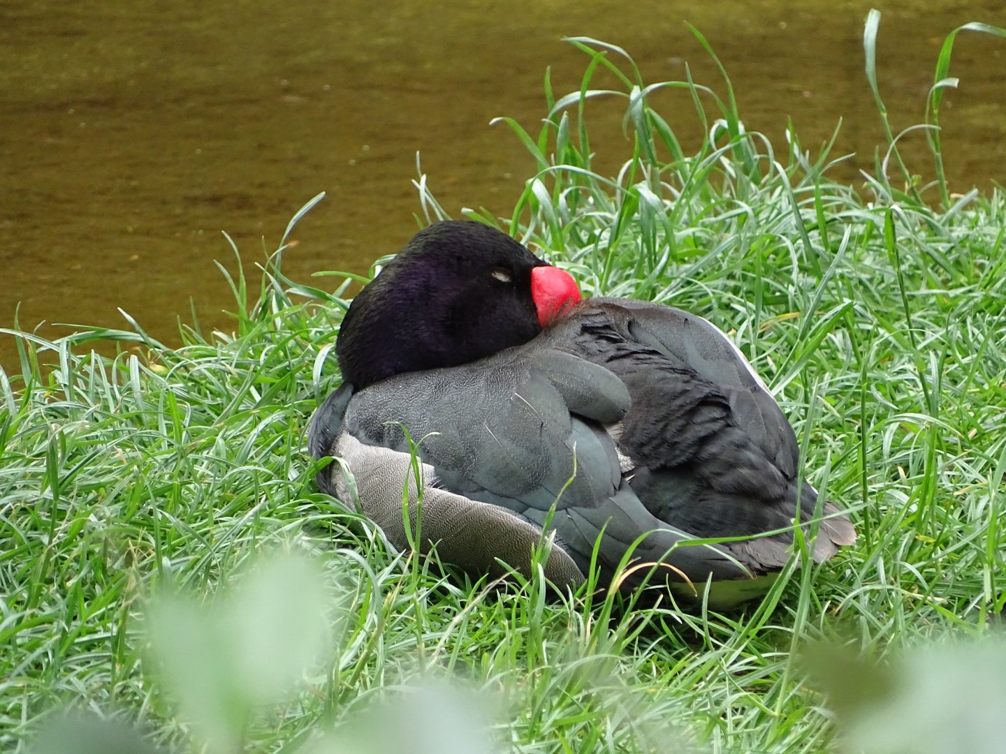 Rosy-billed pochard (Netta peposaca)