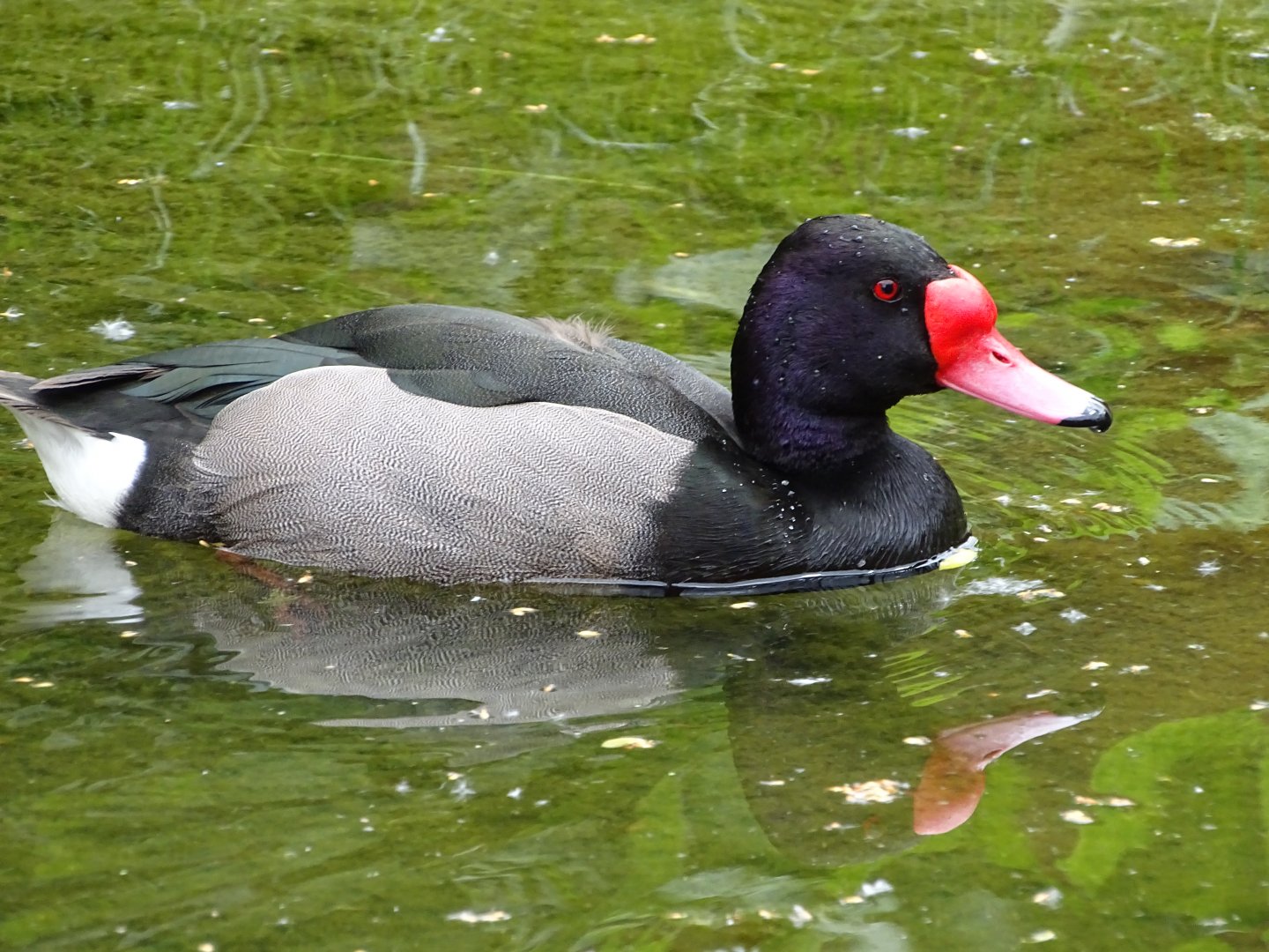 Rosy-billed pochard (Netta peposaca)