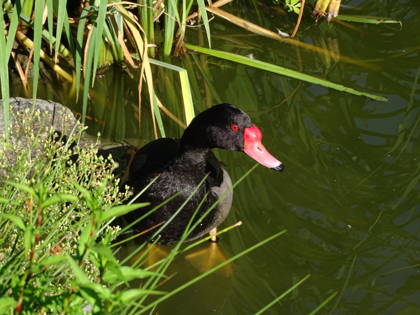 Rosy-billed pochard (Netta peposaca)