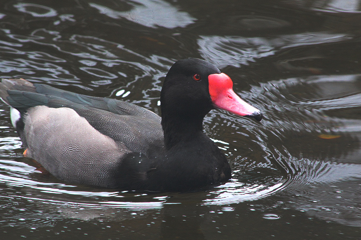 Rosy-billed pochard (Netta peposaca)