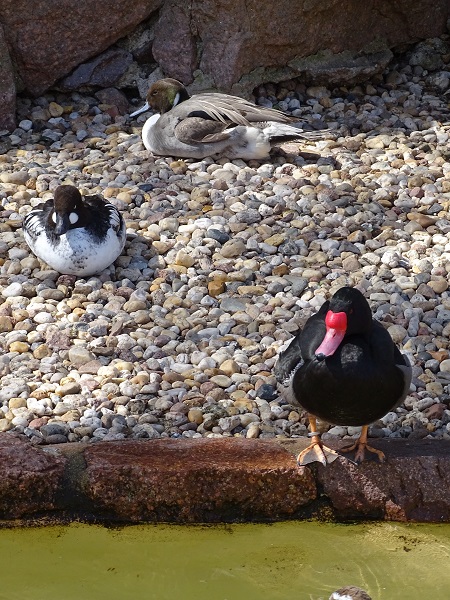 Rosy-billed pochard, Northern pintail & Eurasian goldeneye (04/22)