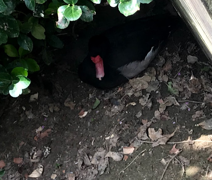 Rosy-billed pochard / Rosybill pochard