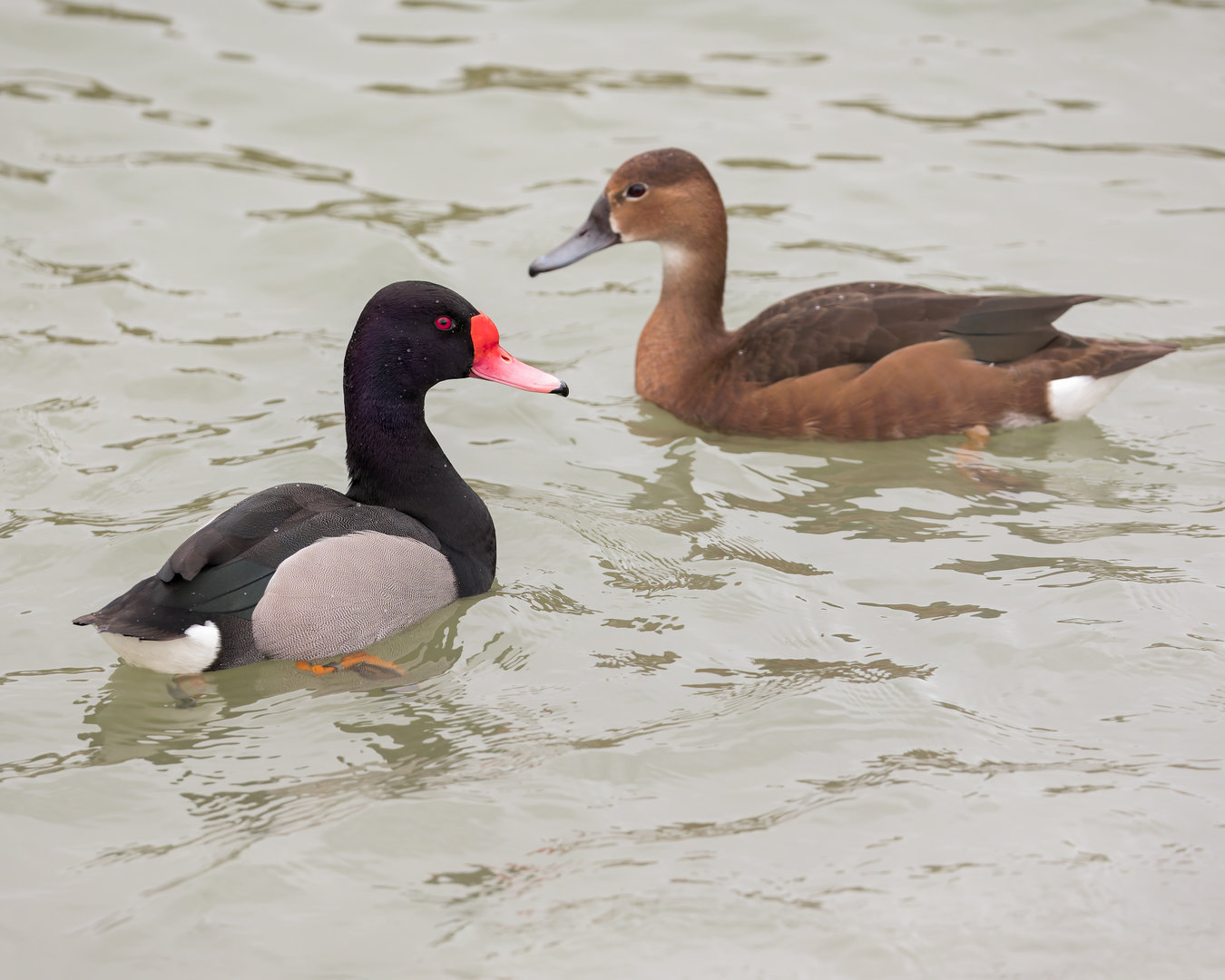 Rosy-billed Pochard / Watatunga / 27-11-22