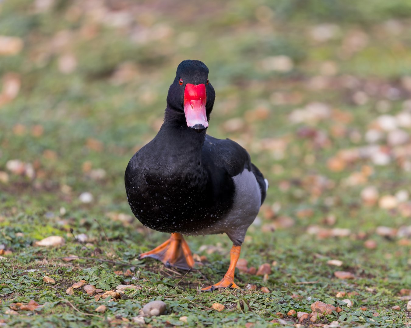 Rosy billed Pochard / Watatunga / 31-10-23