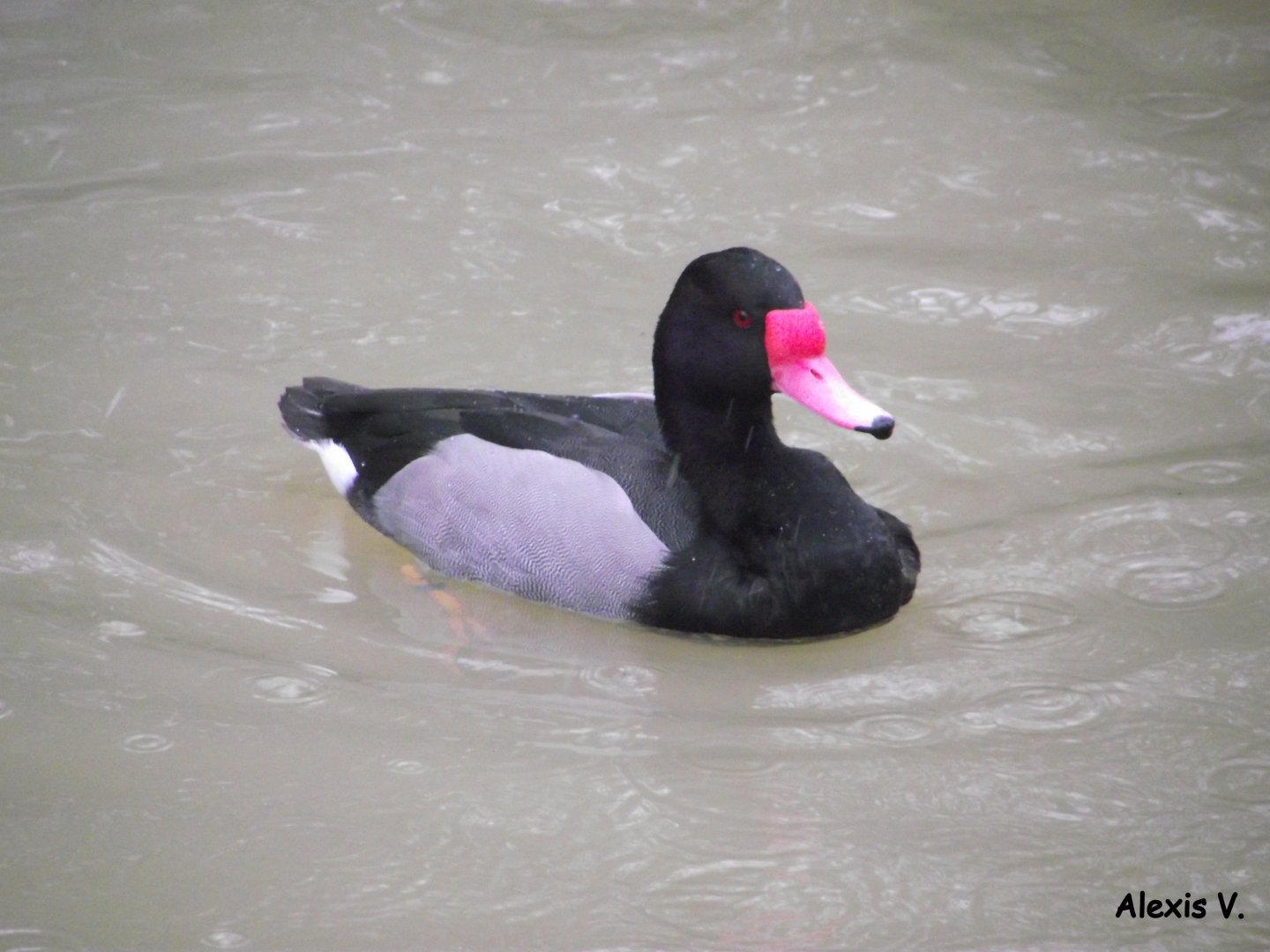 Rosy-billed Pochard - Zooparc de Beauval - 01/2013