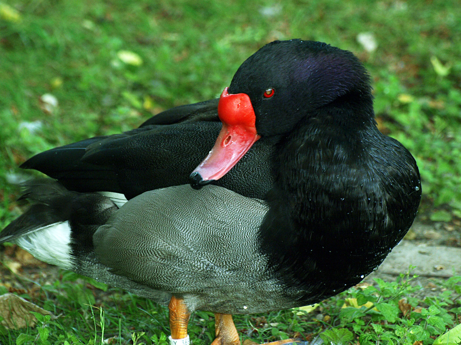 Rosy-billed pochard