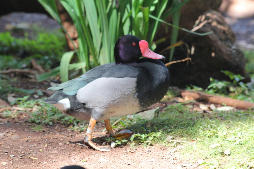 Rosy-billed Pochard