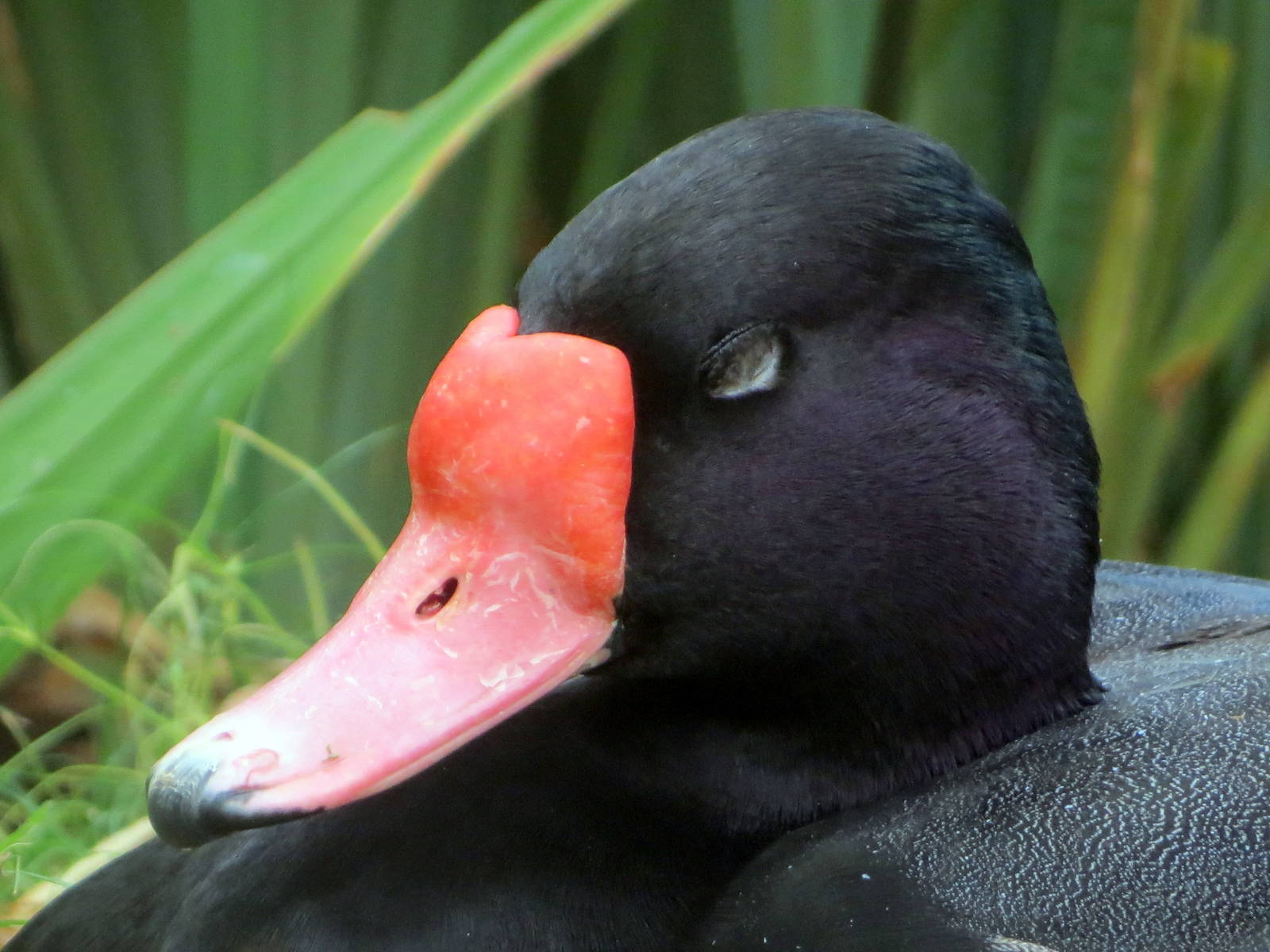 Rosy-billed Pochard