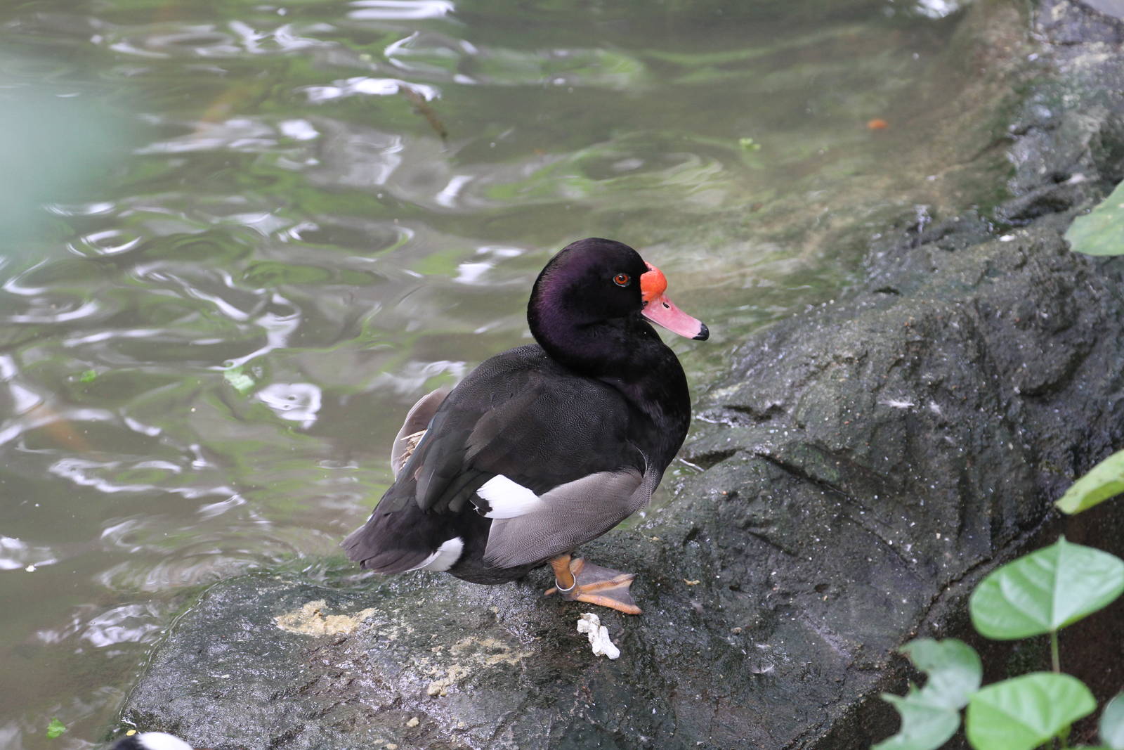 Rosy-billed Pochard?
