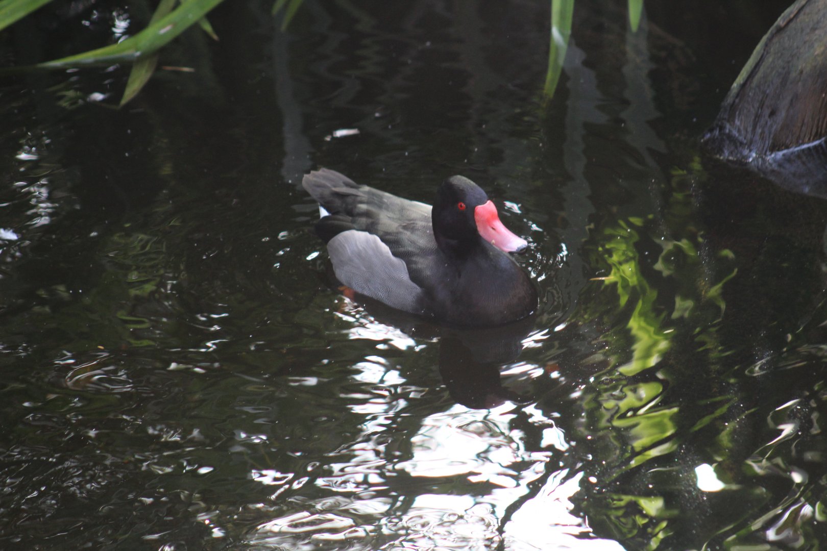 Rosy-Billed Pochard