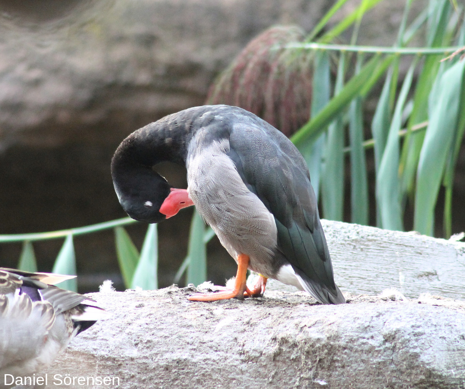 Rosy-billed pochard