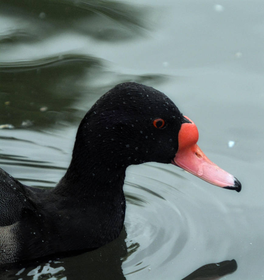 rosy billed pochard
