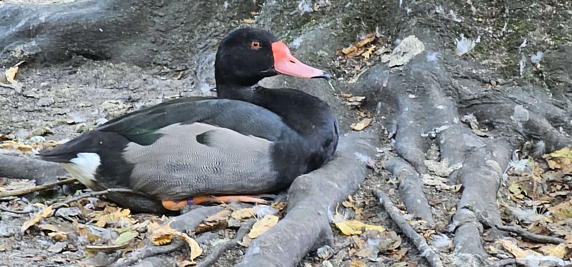 Rosy billed pochard
