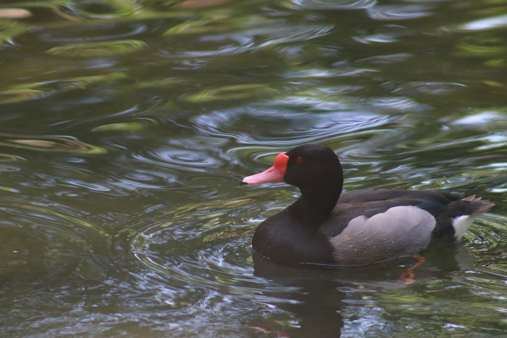 Rosy-billed Pochard