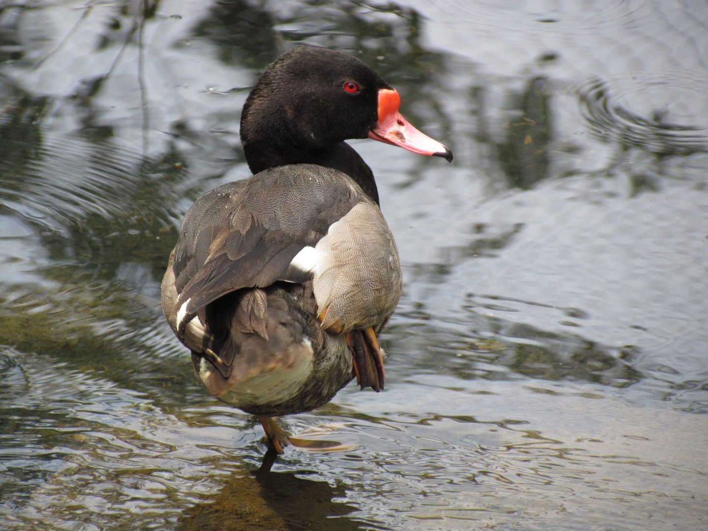 Rosy-billed Pochard