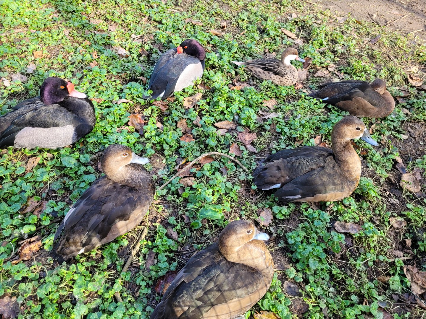 Rosy-billed pochards and White-cheeked pintail -Zoo de Santillana del Mar (2023)