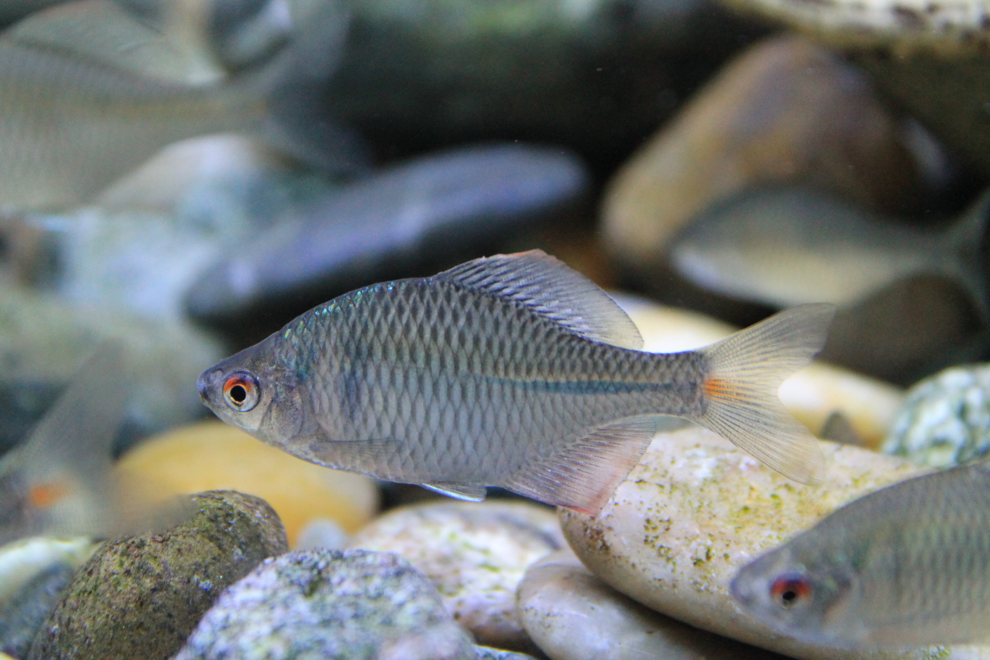 Rosy Bitterling (Rhodeus ocellatus)