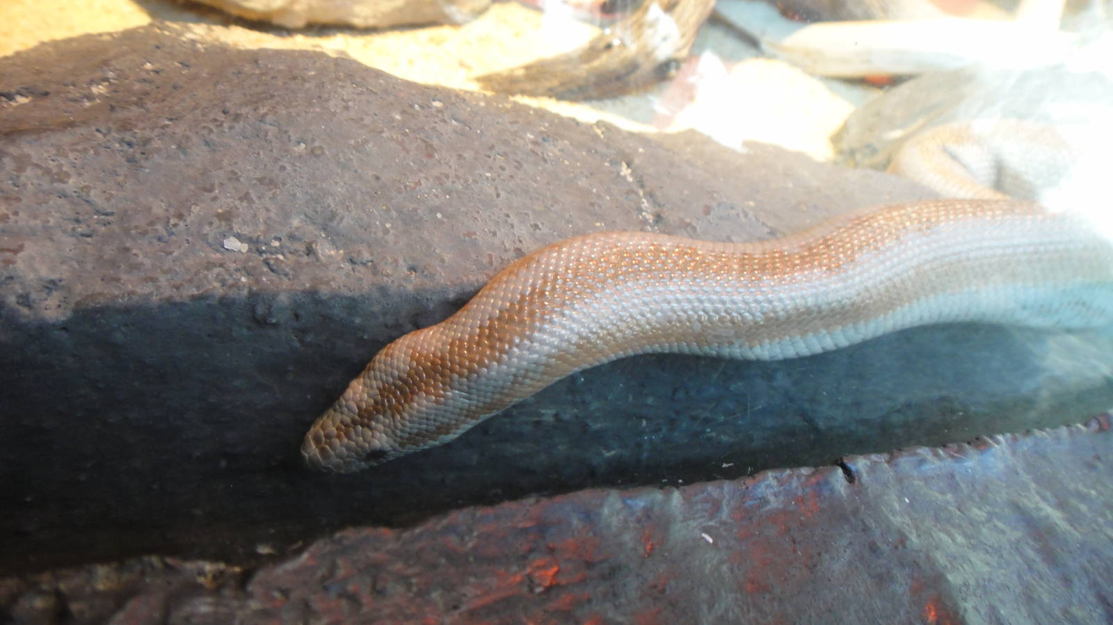 Rosy Boa at North Carolina zoo 2015-1-15