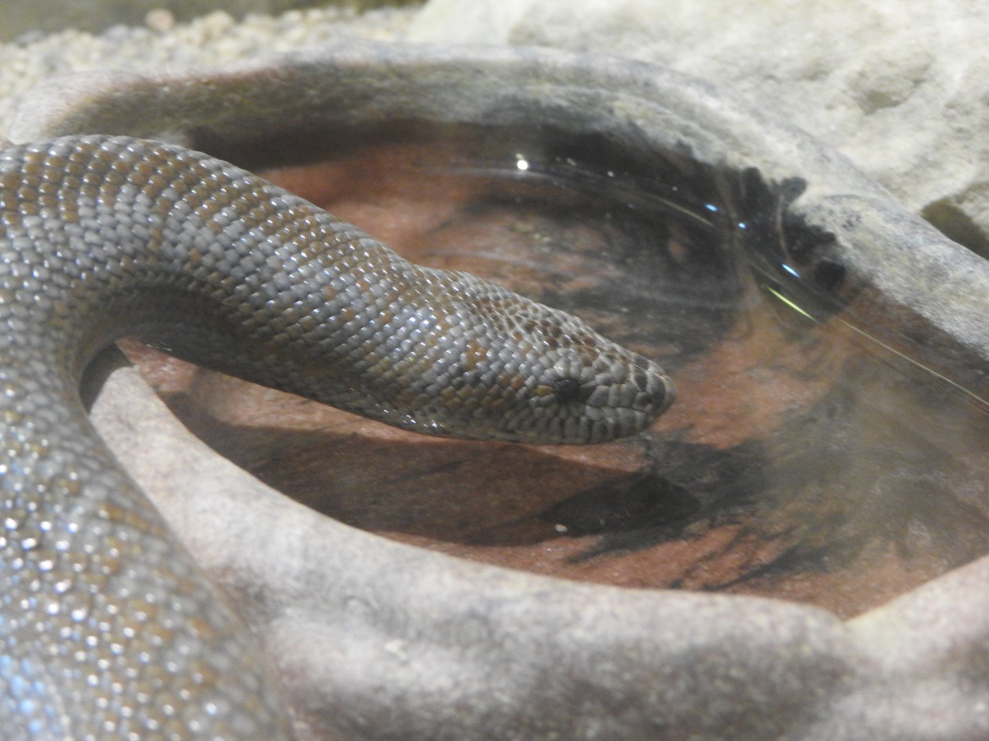Rosy Boa getting a drink
