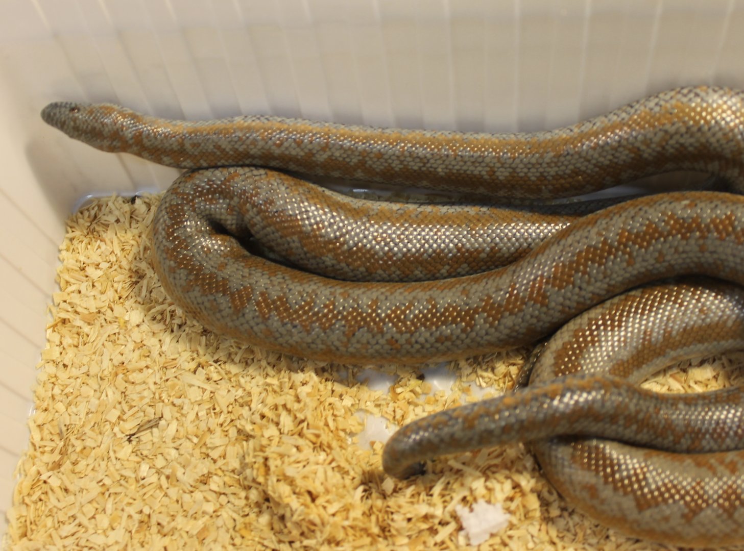 Rosy boa - Lichanura trivirgata roseofusca
