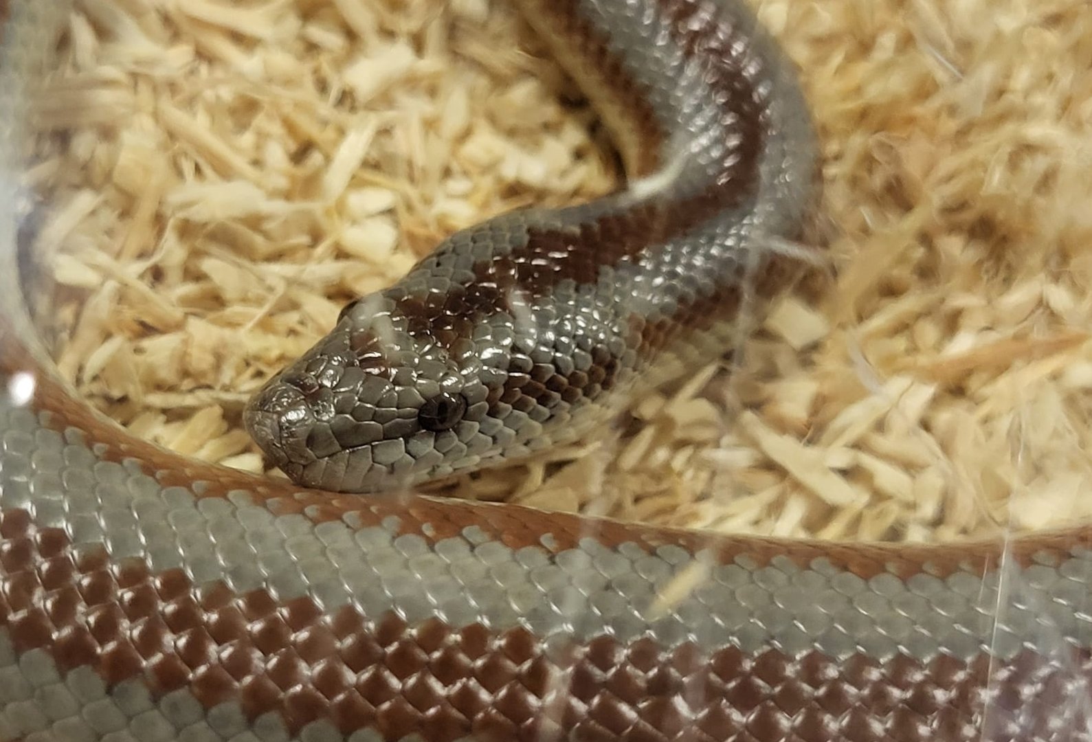 Rosy boa - Lichanura trivirgata saslowi