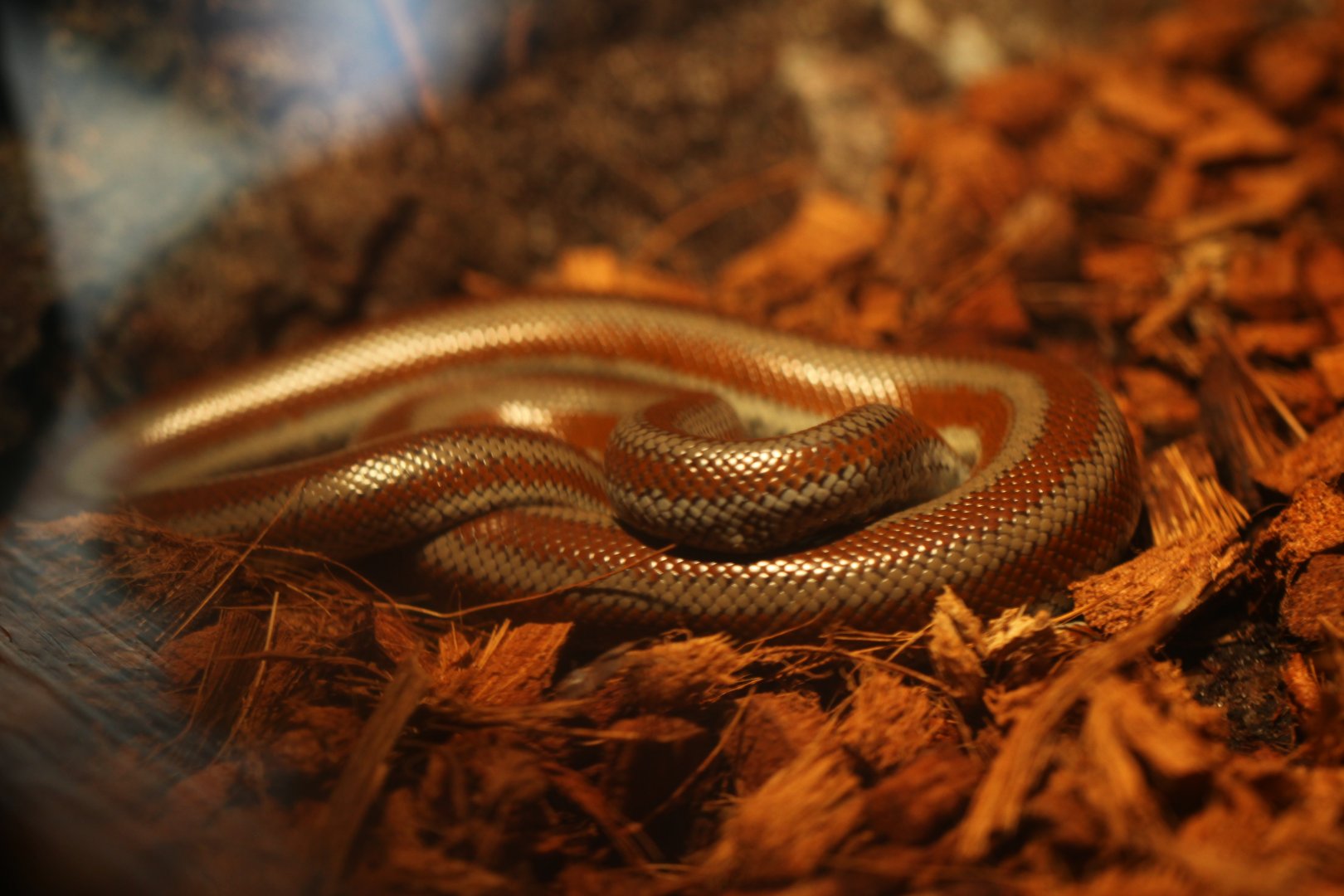 Rosy boa (Lichanura trivirgata)