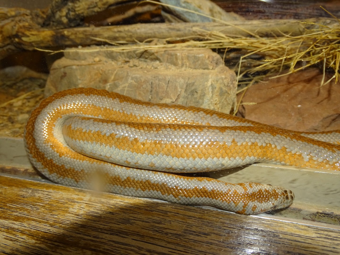 Rosy boa (Lichanura trivirgata)