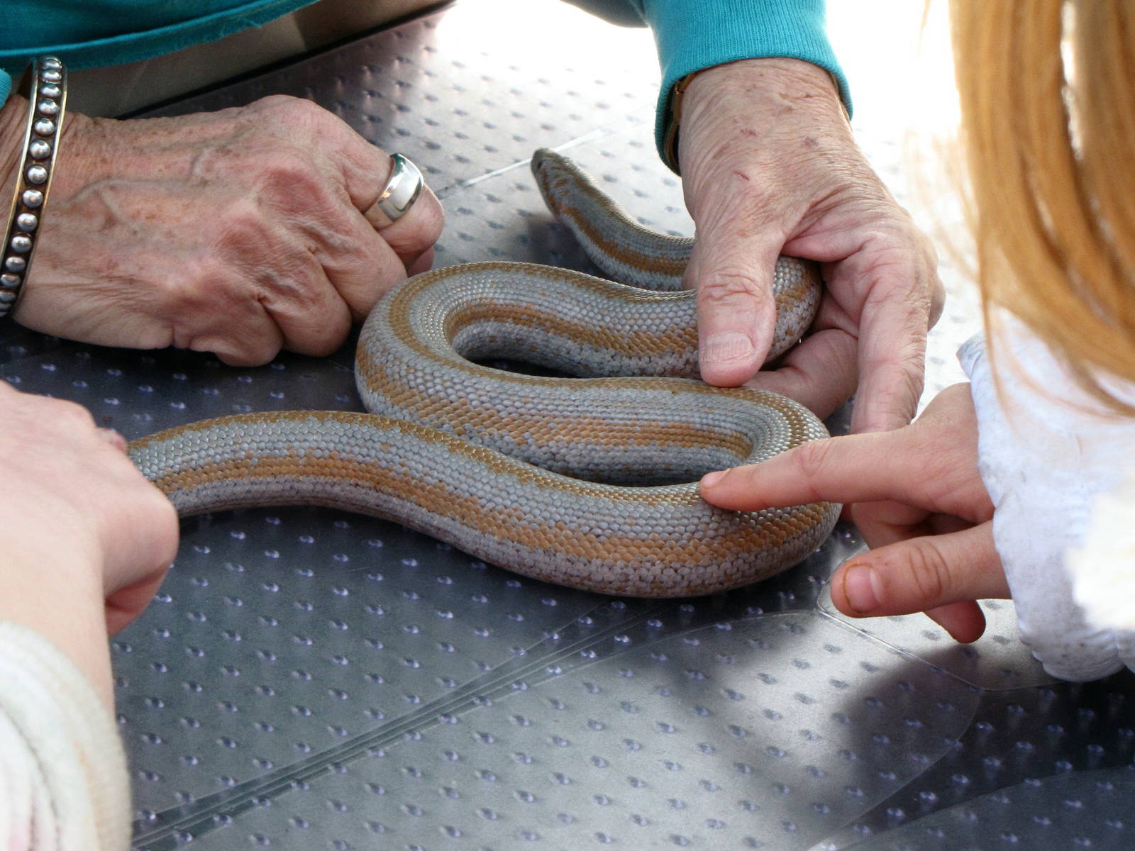 Rosy Boa With Docent