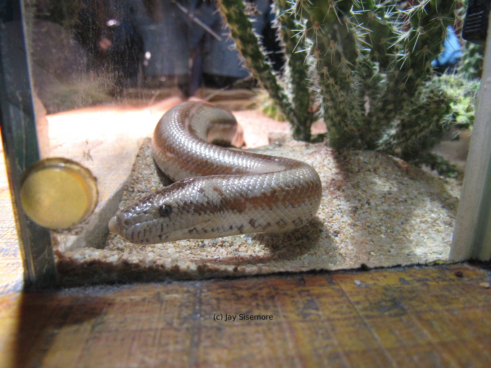 Rosy Boa