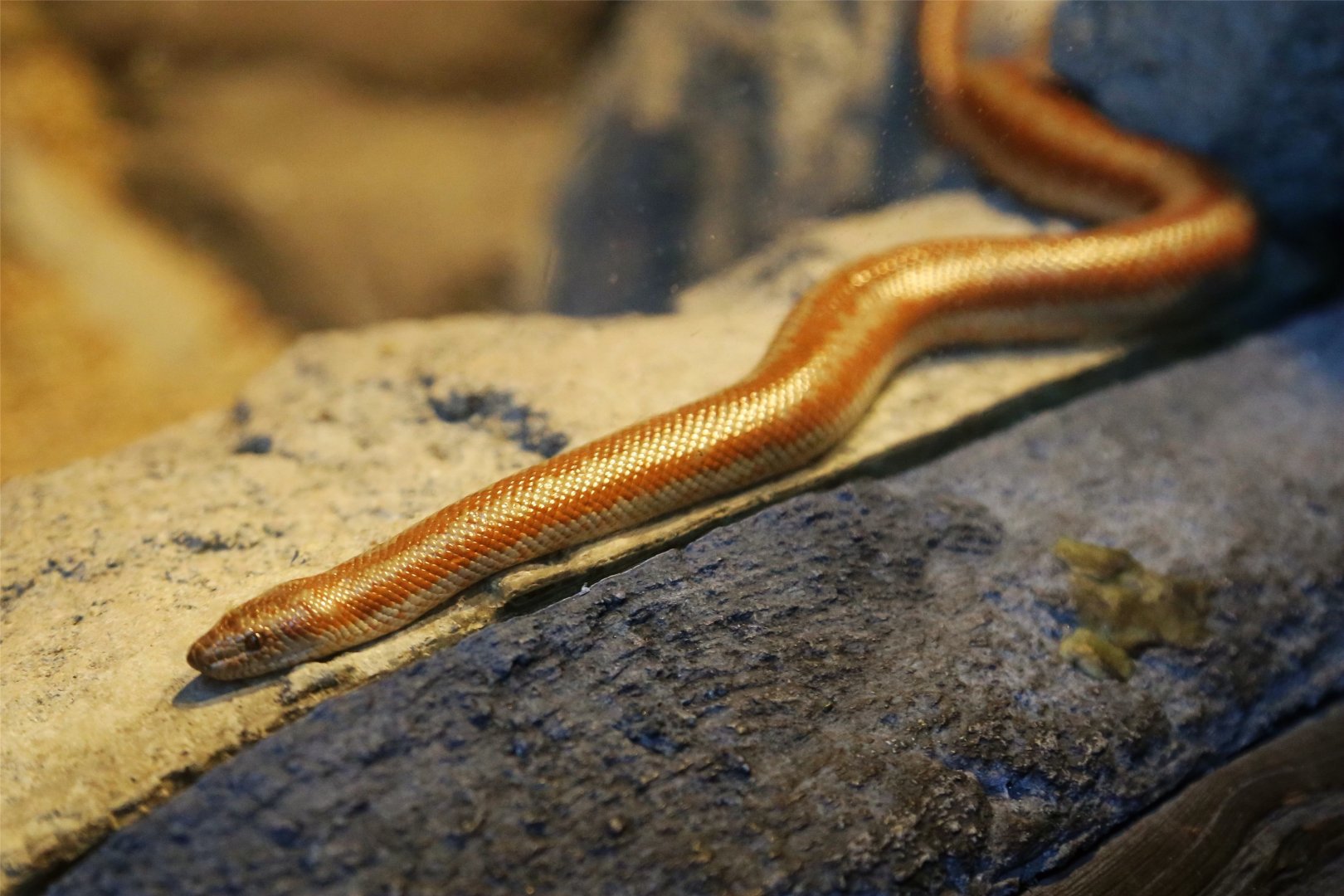 Rosy Boa