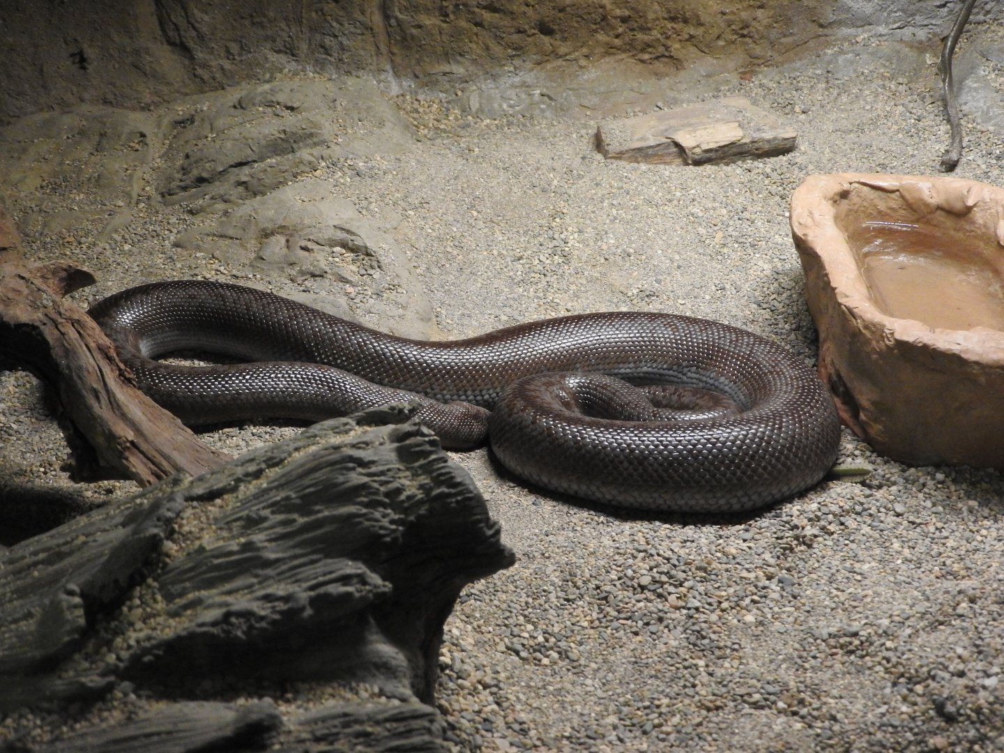 Rosy Boa