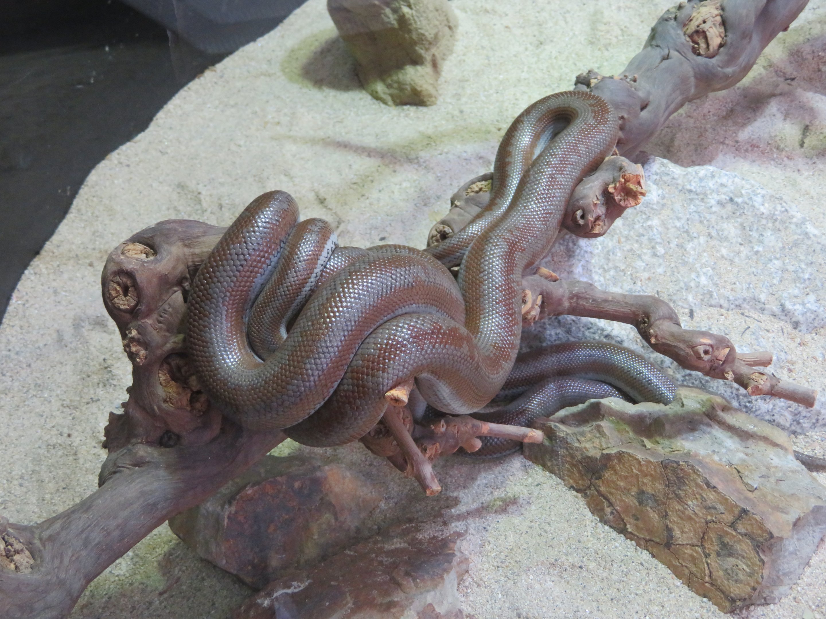 Rosy Boa
