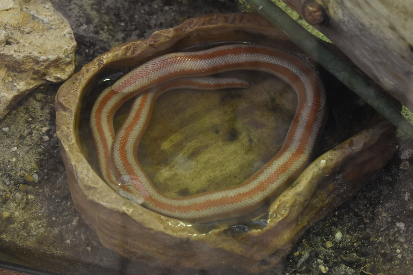 Rosy boa