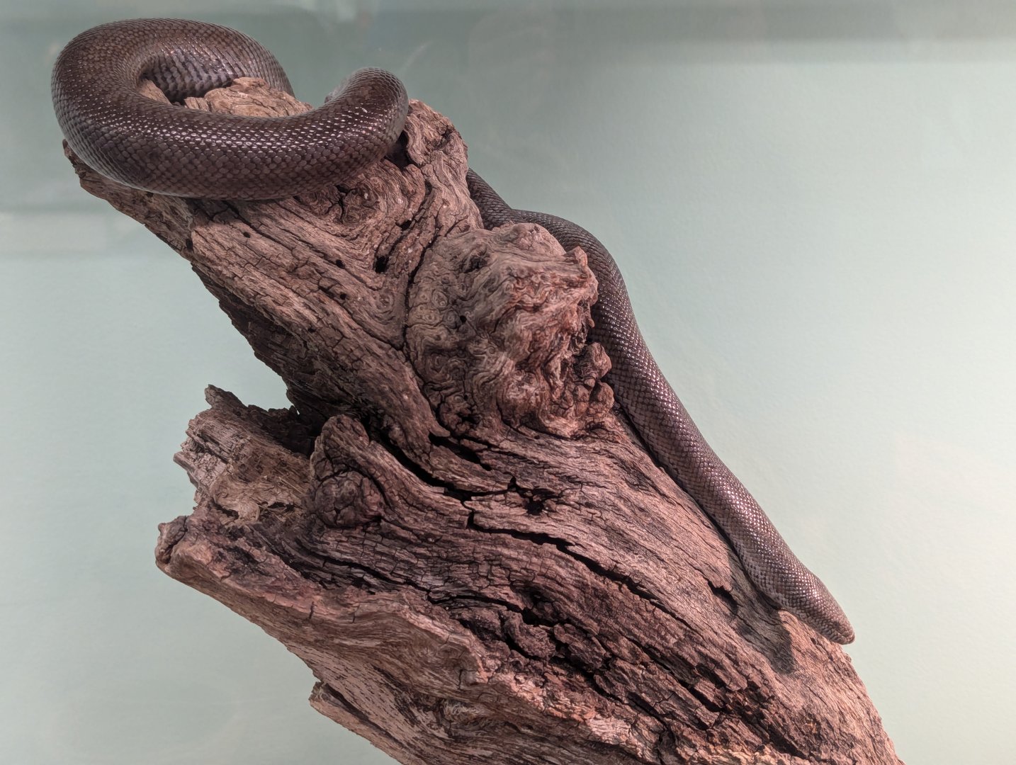 Rosy Boa