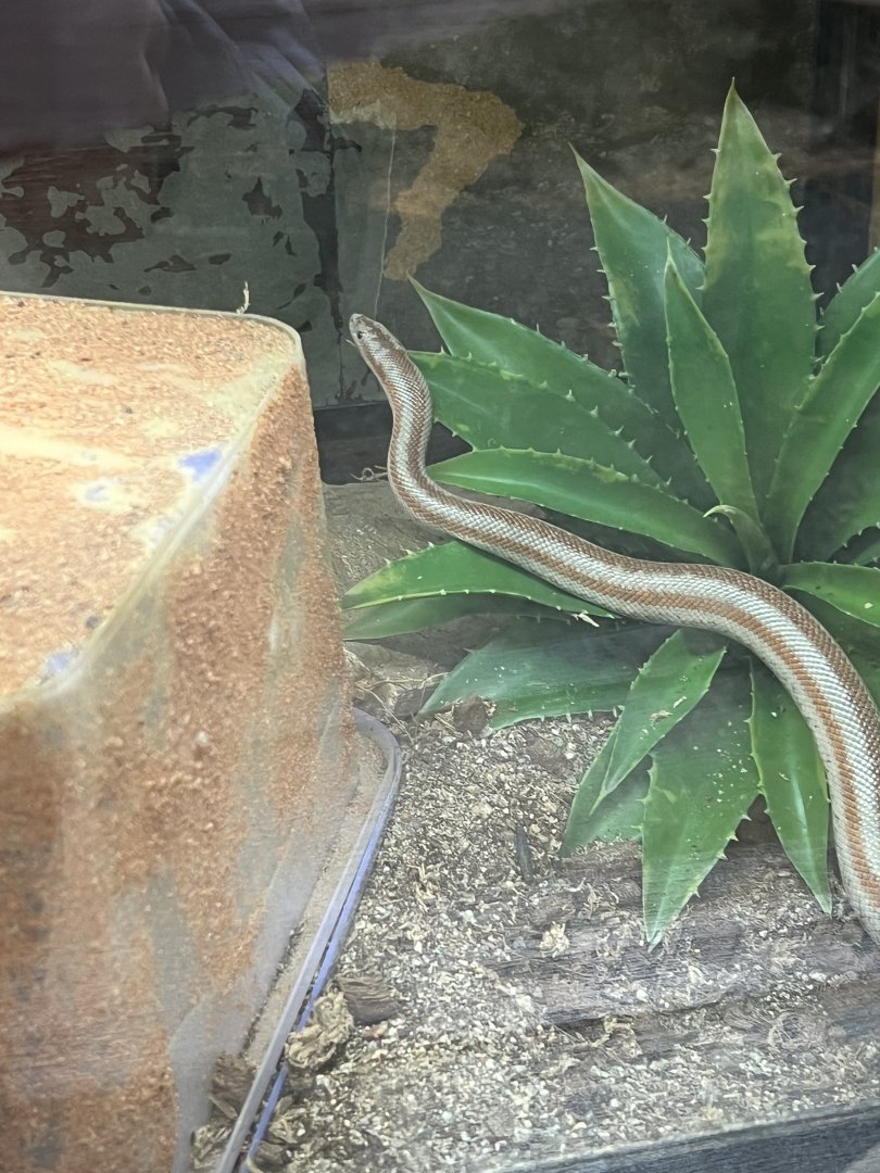 Rosy Boa