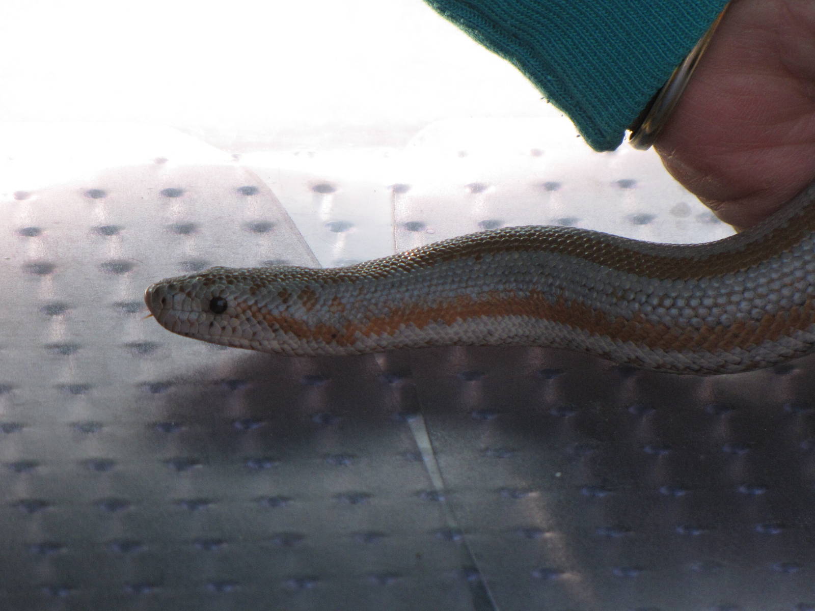 Rosy Boa